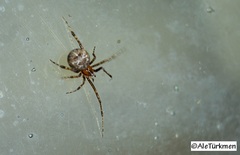 Tidarren sisyphoides