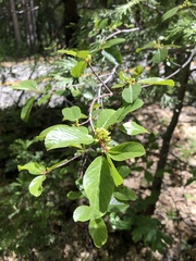 Frangula rubra rubra