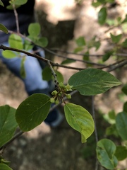 Frangula rubra rubra