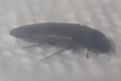 Elateridae