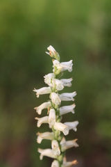 Spiranthes praecox