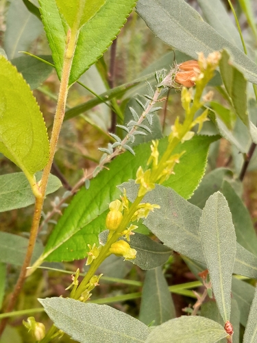 Image of Hammarbya paludosa by (c) Andre Hosper, some rights reserved (CC BY)