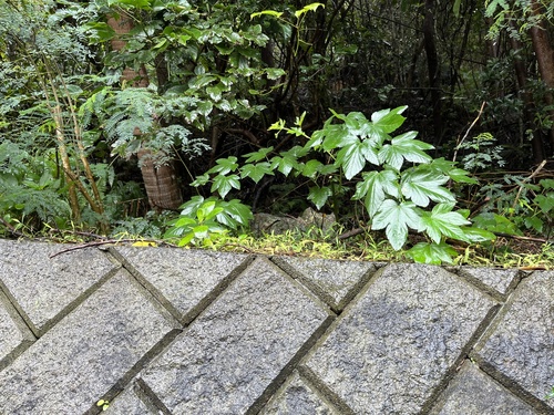 Rubus nakaii iNat (1)