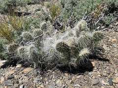 Opuntia polyacantha erinacea