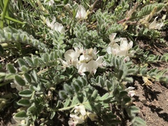 Astragalus parryi