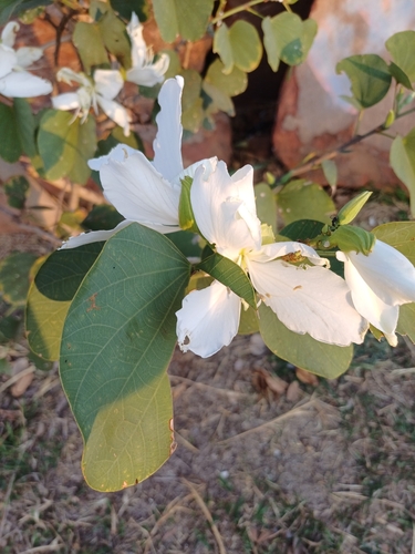 White Bauhinia