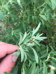 Hippodamia caseyi