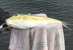 Lagocephalus lunaris