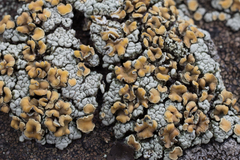 Rhizoplaca subdiscrepans