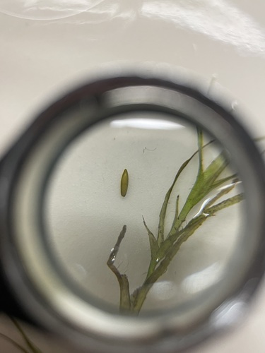 Image of Canadian Water-Nymph (Najas canadensis) by (c) Sam Turner, some rights reserved (CC BY)
