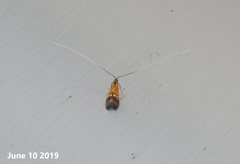 Nemophora staudingerella