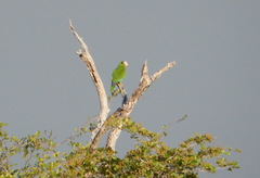 Amazona ventralis