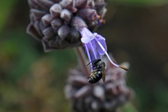 Protosmia rubifloris