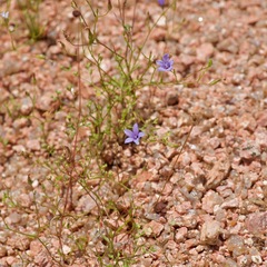 Campanula reverchonii