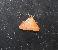 Pyrausta pseuderosnealis