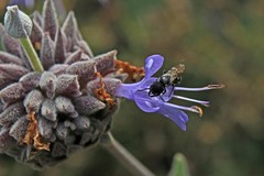 Protosmia rubifloris