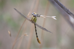 Erpetogomphus designatus