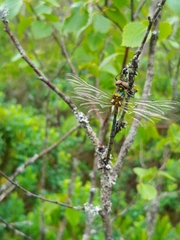 Somatochlora arctica