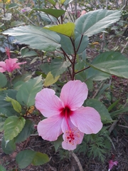 Hibiscus