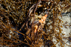 Primavelans insculpta