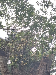 Dendrobium catenatum