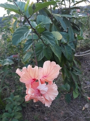 Hibiscus