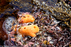 Homaxinella amphispicula
