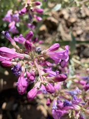 Penstemon patens