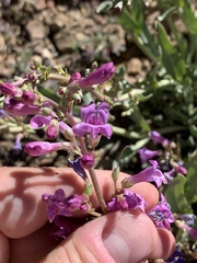 Penstemon patens