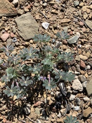 Lupinus brevicaulis
