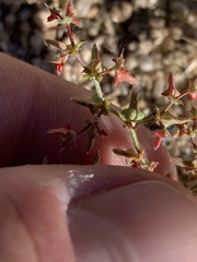Centrostegia thurberi