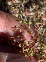 Centrostegia thurberi