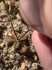 Centrostegia thurberi