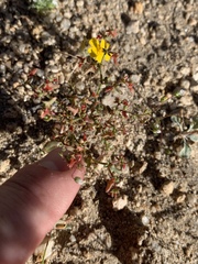 Centrostegia thurberi