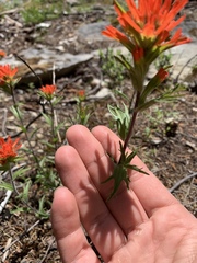 Castilleja hispida