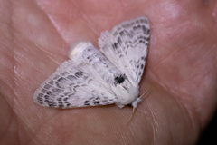 Apotolype brevicrista