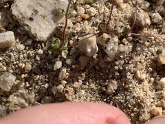 Nemacladus sigmoideus