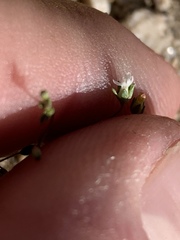 Nemacladus sigmoideus