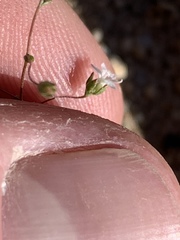 Nemacladus sigmoideus