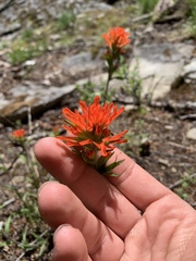 Castilleja hispida