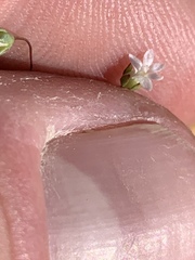 Nemacladus sigmoideus