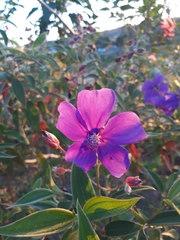 Melastomataceae
