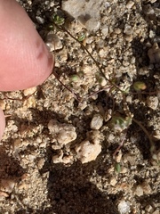 Nemacladus sigmoideus