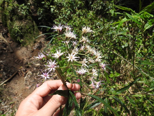 Vernonanthura catharinensis