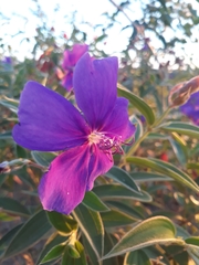 Melastomataceae