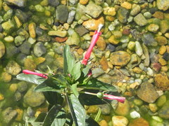 Centropogon cornutus