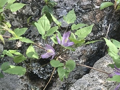 Clematis occidentalis