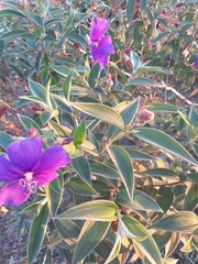 Melastomataceae