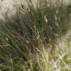 Carex filifolia