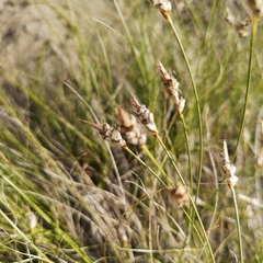 Carex filifolia